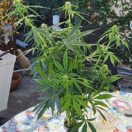 Homegrown cannabis plant on the patio