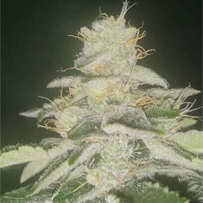 Close-up of a frosty cannabis bud