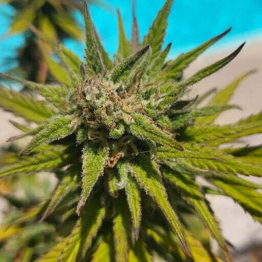Cannabis bud in the sun by the pool
