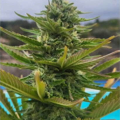 Cannabis cola against an open sky