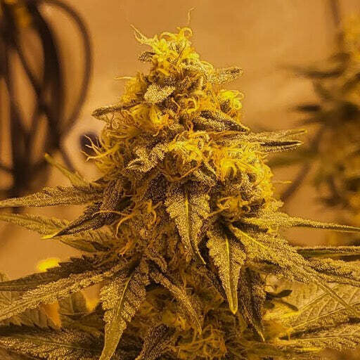 Dense cannabis bud under warm light